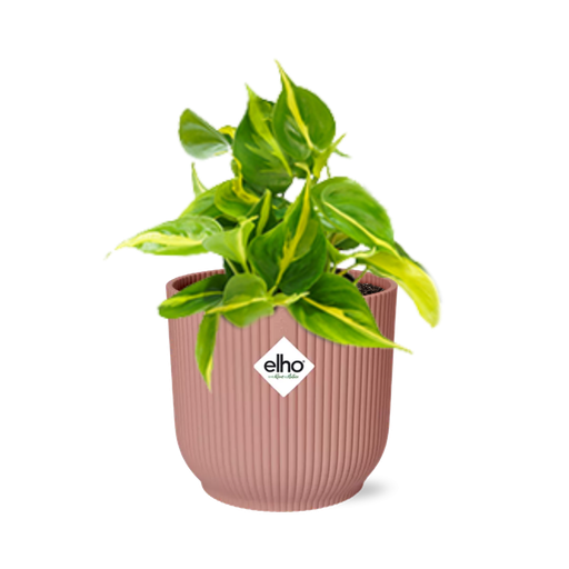 "Philodendron Scandens ‘Brasil’ in ELHO Vibes Fold 14cm roze image"