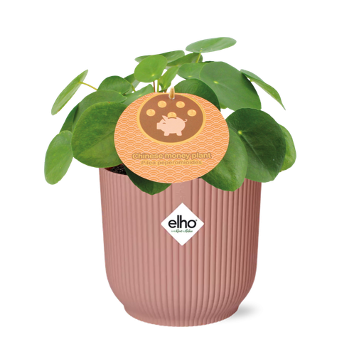 "Muttertag - Pilea Peperomioides 12cm in ELHO Vibes Fold 14cm rosa image"