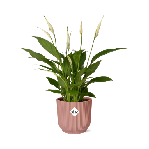 "Einblatt (Spathiphyllum wallisii) – pflegeleichte Zimmerpflanze, Höhe ca. 14 cm image"