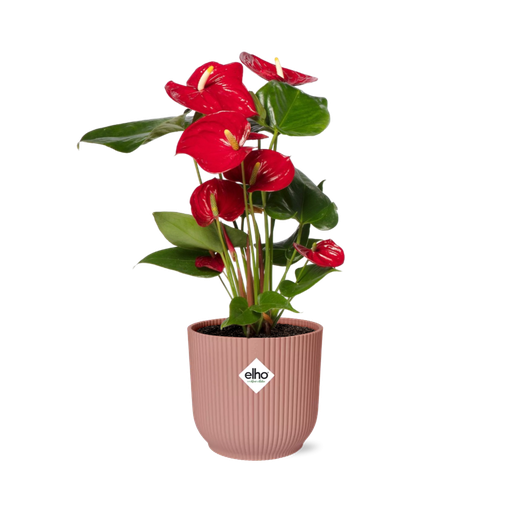 "Anthurium Red 12cm in ELHO Vibes Fold 14cm roze image"