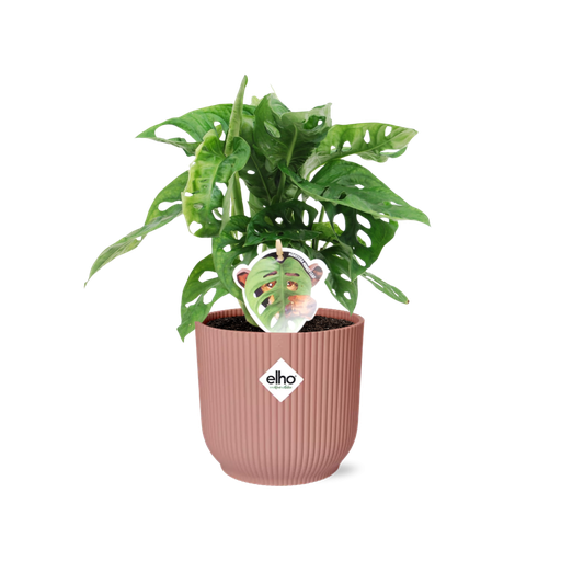 "Monstera ‘Monkey Leaf’ in ELHO Vibes Fold 14cm rosa image"