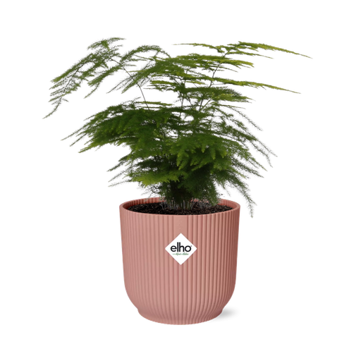 "Asparagus Setaceus ‘Plumosus’ in ELHO Vibes Fold 14cm roze image"