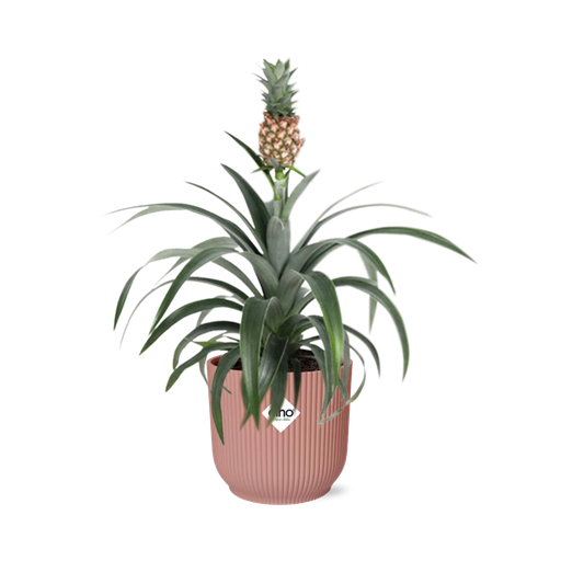 "Mother's Day - Ananas Mi Amigo in ELHO Vibes Fold 14cm roze image"