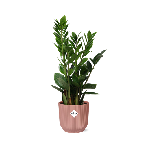"Glücksfeder (Zamioculcas zamiifolia) – pflegeleichte Zimmerpflanze, Höhe ca. 14 cm image"