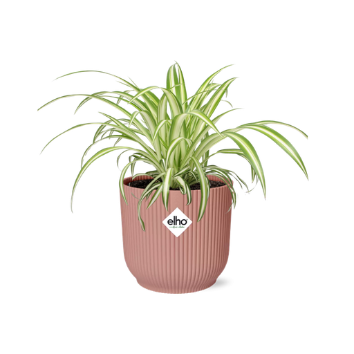 "Grünlilie (Chlorophytum comosum) – pflegeleichte Zimmerpflanze, Höhe ca. 14 cm image"