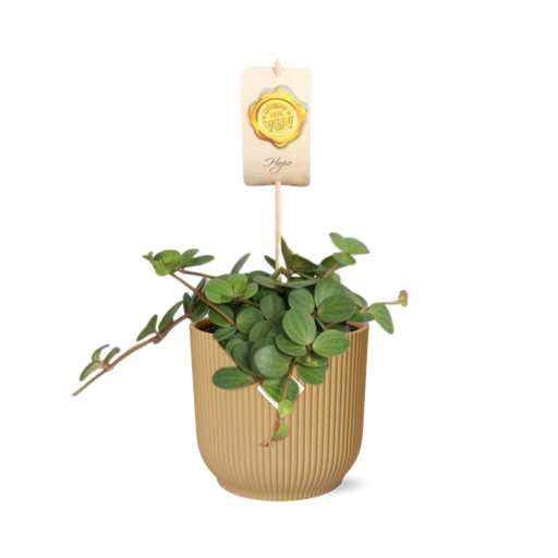 "Peperomia ‘Hope’ in ELHO Vibes Fold 14cm gelb image"