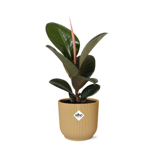 "Ficus Elastica ‘Robusta’ in ELHO Vibes Fold 14cm gelb image"