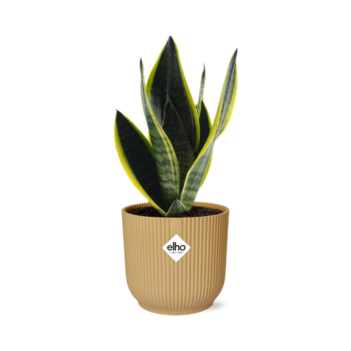 "Sansevieria Futura Superba in ELHO Vibes Fold 14cm gelb image"