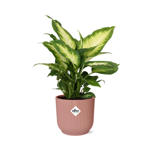 "Dieffenbachia ‘Camilla’ in ELHO Vibes Fold 14cm rosa image"