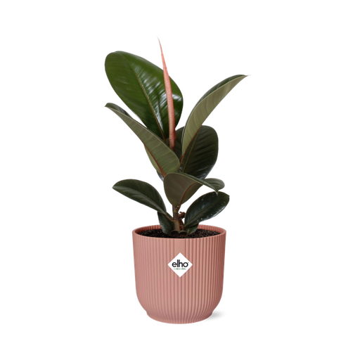 "Ficus Elastica ‘Robusta’ in ELHO Vibes Fold 14cm rosa image"