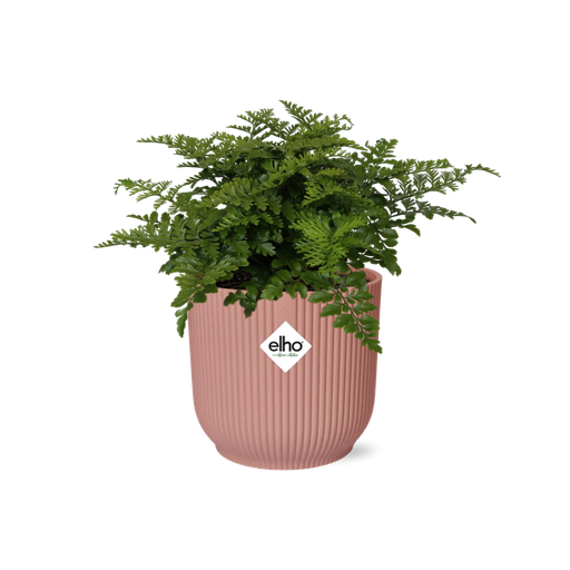 "Asplenium Parvati in ELHO Vibes Fold 14cm roze image"