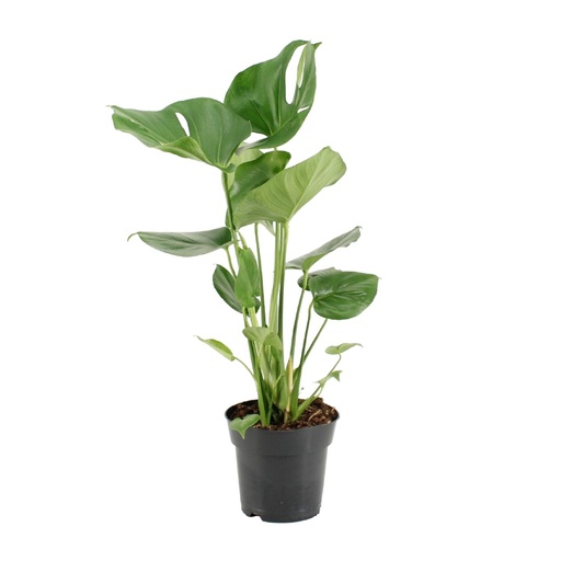 "Fensterblatt (Monstera deliciosa) – pflegeleichte Zimmerpflanze, Topf-Ø 17 cm, Höhe ca. 60 cm image"