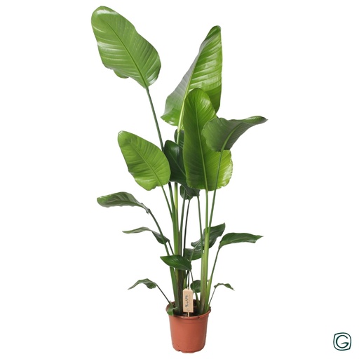 "Baumstrelitzie 'Nicolai' (Strelitzia nicolai) – pflegeleichte Zimmerpflanze, Topf-Ø 21 cm, Höhe ca. 130 cm image"