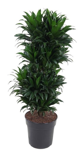"Dracaena Compacta Vertakt P27 - Ø27cm - ↕100cm image"