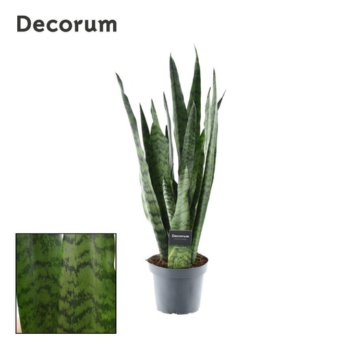 "Bogenhanf (Dracaena zeylanica) – pflegeleichte Zimmerpflanze, Topf-Ø 14 cm, Höhe ca. 55 cm image"