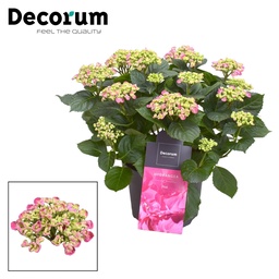 Gartenhortensie Rosa (Hortensie curly) – winterharter Blütenstrauch, Topf-Ø 23 c