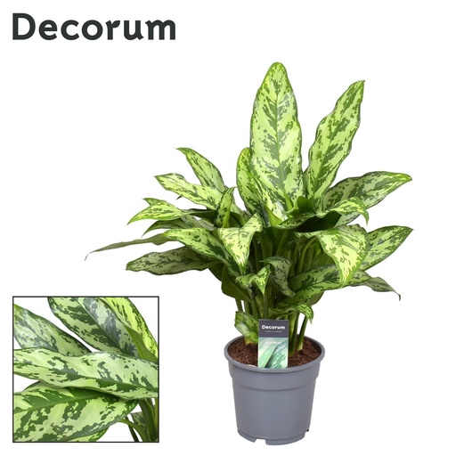 "Kolbenfaden (Aglaonema commutatum) – pflegeleichte Zimmerpflanze, Topf-Ø 17 cm, Höhe ca. 60 cm image"