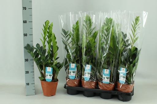 "Zamioculcas 14cm - Ø14cm - ↕65cm image"