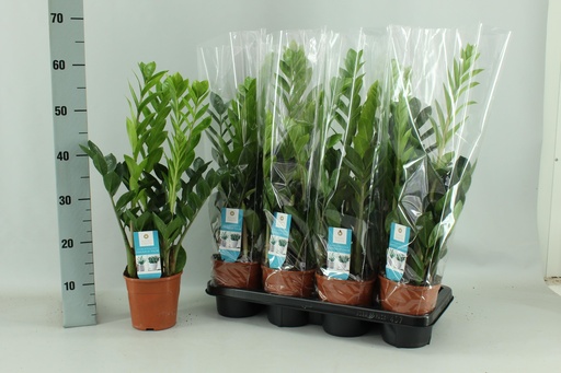 "Glücksfeder (Zamioculcas zamiifolia) – pflegeleichte Zimmerpflanze, Topf-Ø 14 cm, Höhe ca. 65 cm image"
