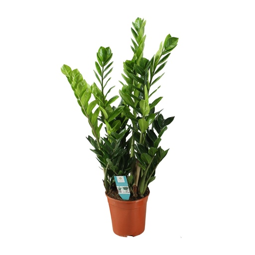 "Zamioculcas 21cm - Ø21cm - ↕75cm image"