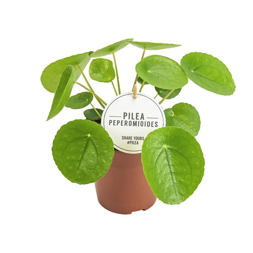 "Ufopflanze (Pilea peperomioides) – pflegeleichte Zimmerpflanze, Topf-Ø 13 cm, Höhe ca. 20 cm image"