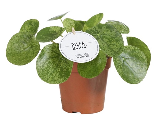 "Pilea Mojito - Ø13cm - ↕20cm image"