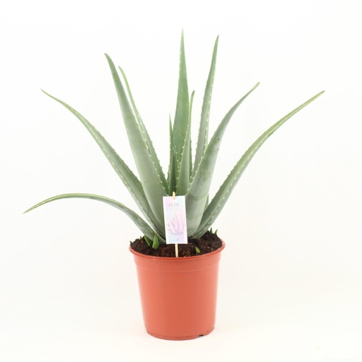 "Echte Aloe (Aloe vera) – pflegeleichte Zimmerpflanze, Topf-Ø 24 cm, Höhe ca. 70 cm image"