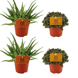 2x Aloe Spider + 2x Callisia Turtle - 4 Stück - Ø10.5cm - ↕10cm