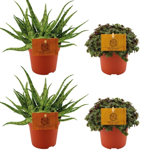 "2x Aloe Spider + 2x Callisia Turtle - 4 Stück - Ø10.5cm - ↕10cm image"