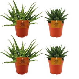 2x Aloe Spider + 2x Gasteria Hybride Aurora - 4 Stück - Ø10.5cm - ↕10cm