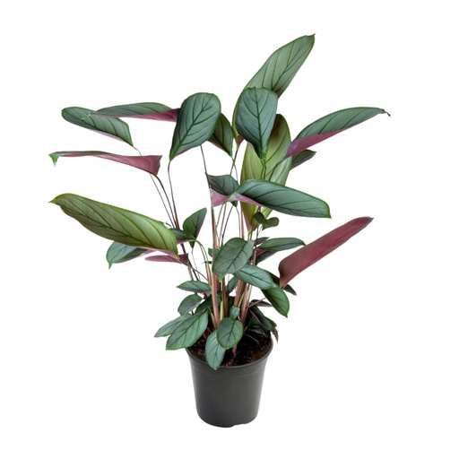 "Korbmarante (Ctenanthe setosa) – pflegeleichte Zimmerpflanze, Topf-Ø 17 cm, Höhe ca. 60 cm image"