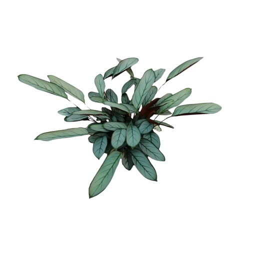 "Korbmarante (Ctenanthe oppenheimiana) – pflegeleichte Zimmerpflanze, Topf-Ø 17 cm, Höhe ca. 70 cm image"