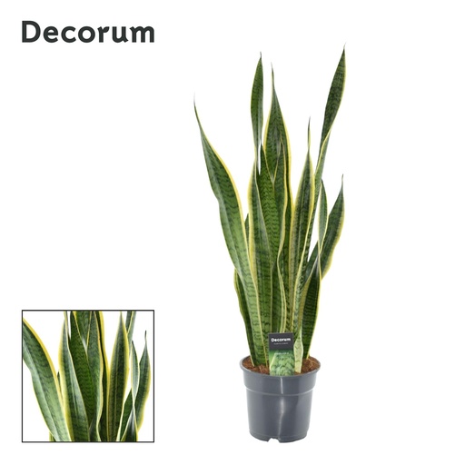"Gelbgeränderter Bogenhanf (Sansevieria laurentii) – pflegeleichte Zimmerpflanze, Topf-Ø 17 cm, Höhe ca. 70 cm image"