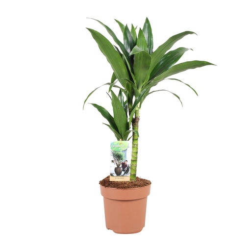 "Dracaena Janet Craig 30-15 - Ø17cm - ↕60cm image"