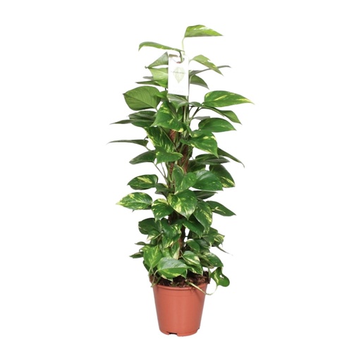 "Epipremnum Pinnatum Moosstab 80cm Scindapsus - Ø19cm - ↕80cm image"