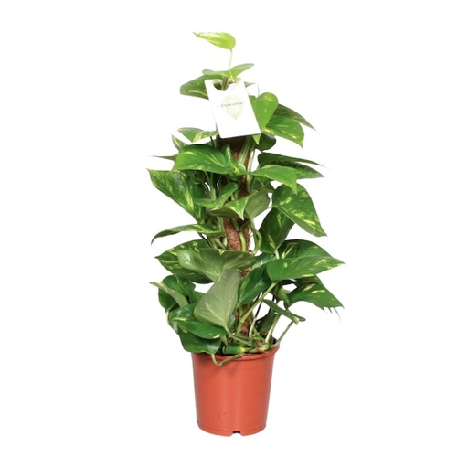 "Epipremnum Pinnatum Mosstok 60cm Scindapsus - Ø15cm - ↕60cm image"