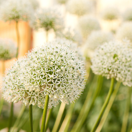 "Zierlauch 'White Giant' (Allium giganteum) – Zierlauch-Zwiebeln, 5 Zwiebeln image"
