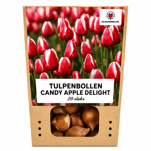 "Tulpe 'Candy Apple Delight' (Tulipa) – Blumenzwiebeln, 20 Zwiebeln image"