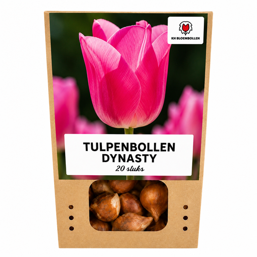 "Tulpe 'Dynasty' (Tulipa) – Blumenzwiebeln, 20 Zwiebeln image"