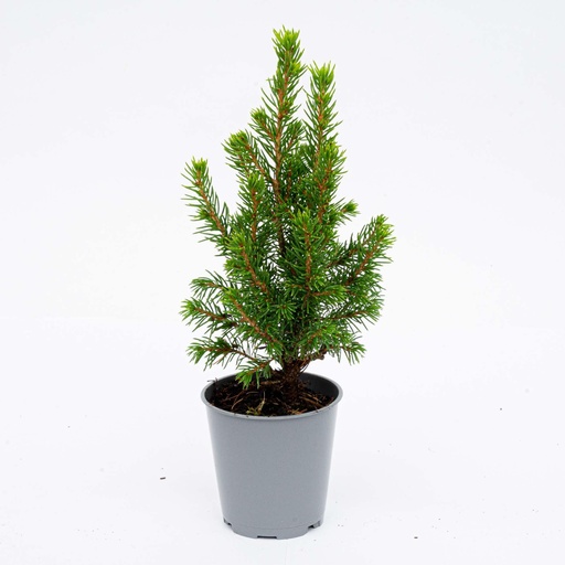 "Baby Christmas tree - ↕15-20 cm - Ø 6 cm - Picea Glauca Perfecta image"