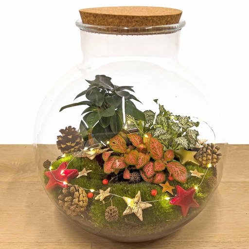 "Bolder Bob Bonsai Weihnachten - DIY - ↕ 30 cm image"