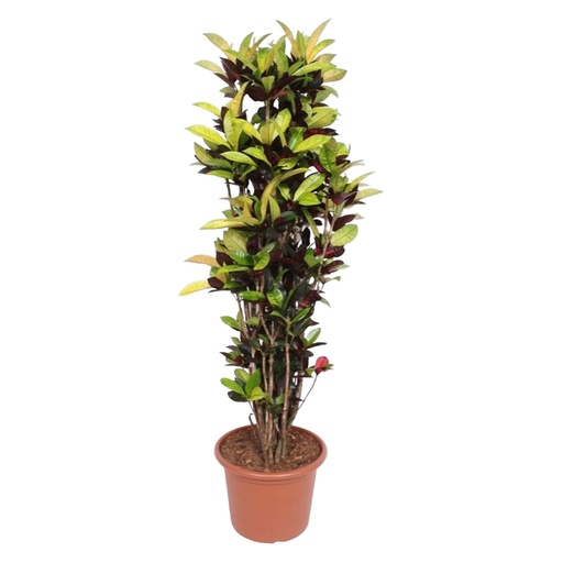 "Wunderstrauch (Codiaeum variegatum) – pflegeleichte Zimmerpflanze, Höhe ca. 190 cm image"