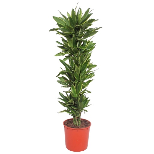 "Goldener Drachenbaum (Dracaena goldieana) – pflegeleichte Zimmerpflanze, Höhe ca. 200 cm image"