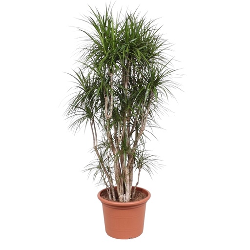 "Dracaena Marginata verzweigt - 210 cm - ø50 image"