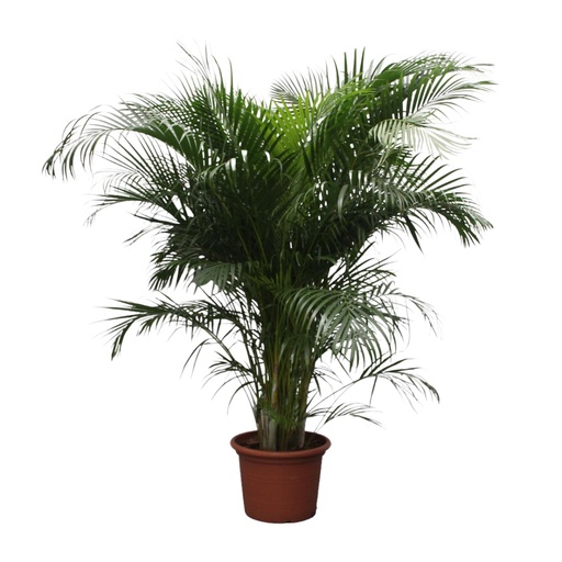 "Dypsis Lutescens (Areca Palm) - 230 cm - ø40 image"