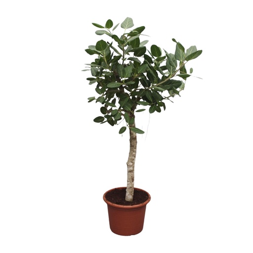 "Banyanbaum (Ficus benghalensis) – pflegeleichte Zimmerpflanze, Höhe ca. 200 cm image"