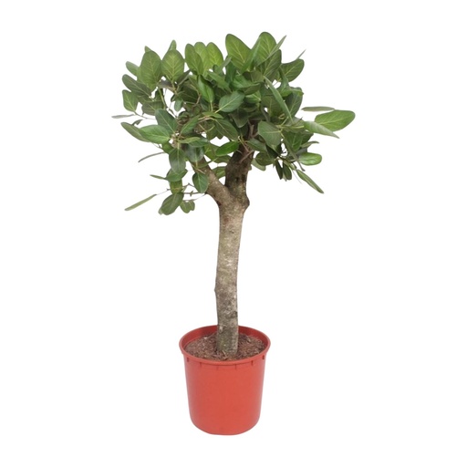 "Banyanbaum (Ficus benghalensis) – pflegeleichte Zimmerpflanze, Höhe ca. 150 cm image"