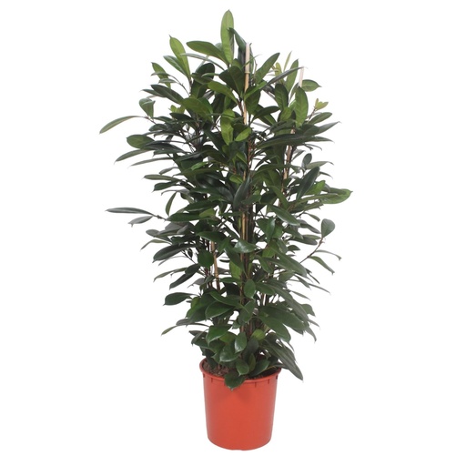 "Ficus Cyathistipula Strauch - 180 cm - ø34 image"