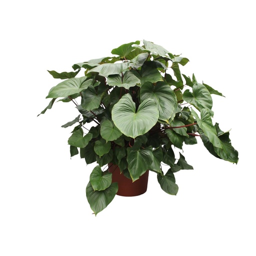 "Königsherz (Homalomena rubescens) – pflegeleichte Zimmerpflanze, Höhe ca. 170 cm image"