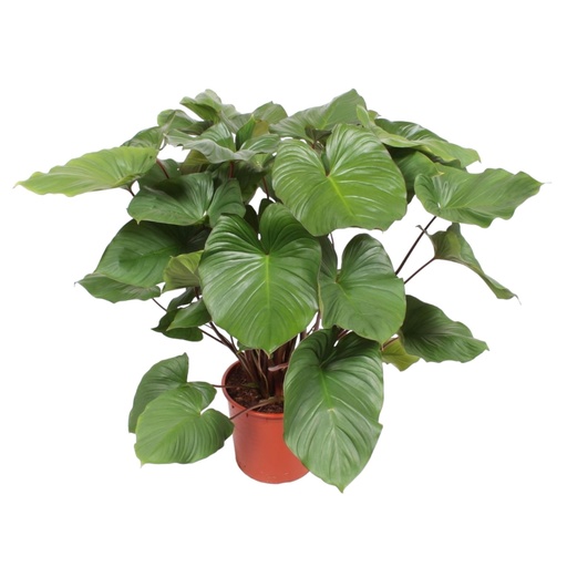 "Königsherz (Homalomena rubescens) – pflegeleichte Zimmerpflanze, Höhe ca. 100 cm image"